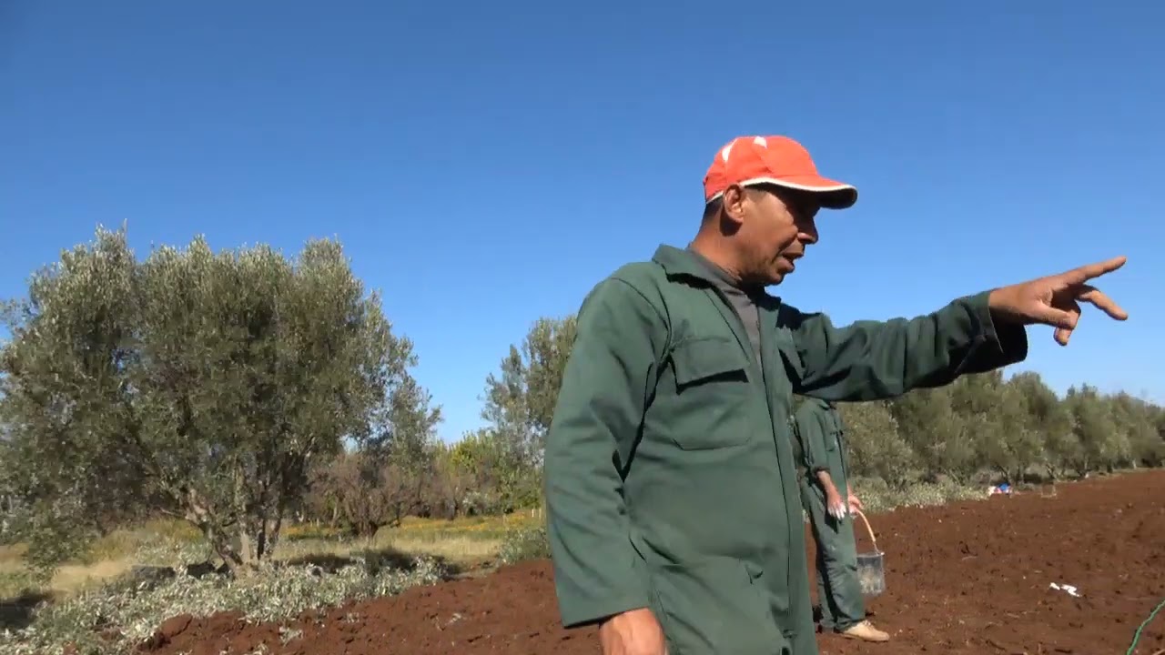 دراسة تسطير  أشجار الزيتون متنوعة من منطقة مكناس