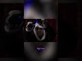 Panda is Removing Negative Energy 🐼 Full Session on the Channel #visualasmr #furry