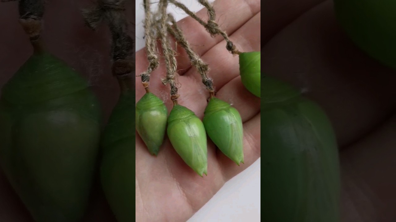 Morpho peleides butterfly💎