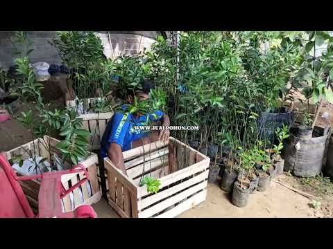 Langsung dari Kebun! Bibit Jeruk Santang Madu Asli (Proses Packing)