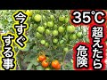 猛暑で全滅!気温35℃を超えたら今すぐ畑の夏野菜にすること
