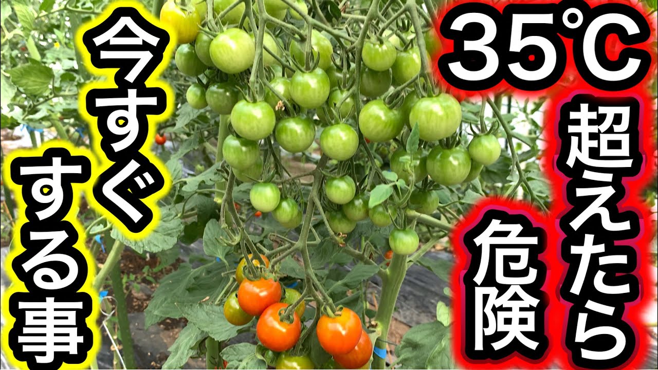 猛暑で全滅!気温35℃を超えたら今すぐ畑の夏野菜にすること