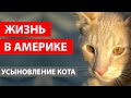 УСЫНОВЛЕНИЕ КОТА В АМЕРИКЕ. КАК ЖИВУТ ПИТОМЦЫ В АМЕРИКЕ. РАСХОДЫ НА КОШКУ В АМЕРИКЕ.