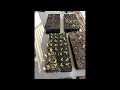A LITTLE LATE BUT AN UPDATE ON SEEDLINGS 🌱