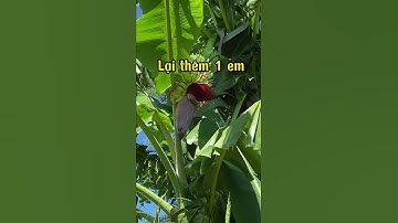 Hành trình săn bắp chuối làm gỏi vịt