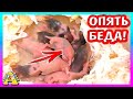 1-я КАША для ХОМЯЧАТ / Сирийский хомяк FANTA и ее Хомки / Alisa Easy Pets