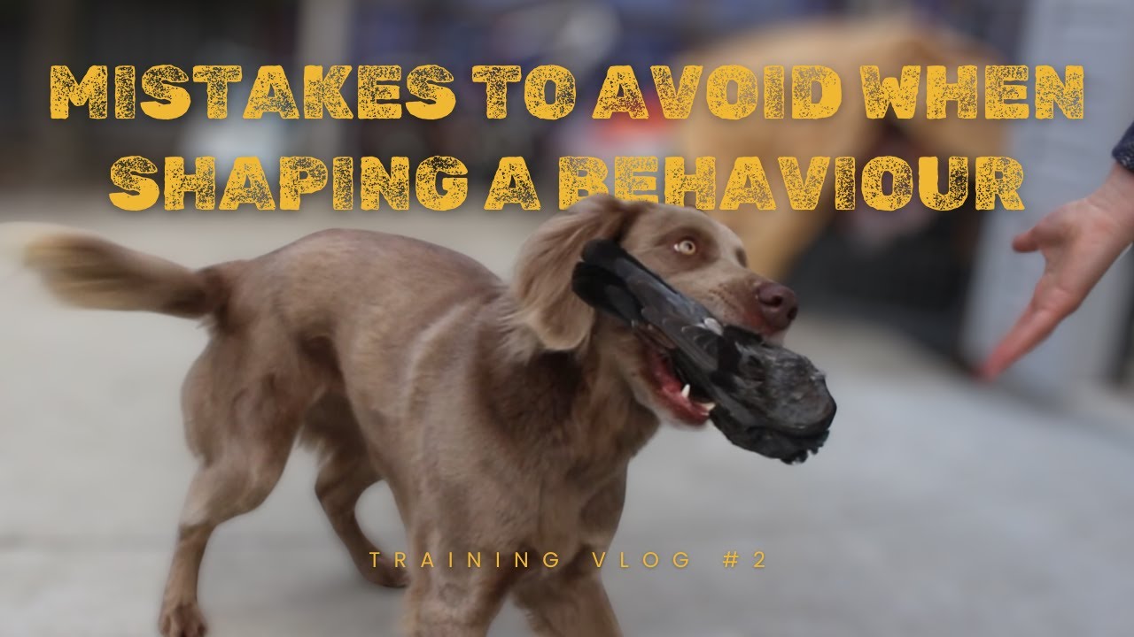 Curated visual reference: Picture Idea: Mistakes To Avoid When Shaping A Behaviour