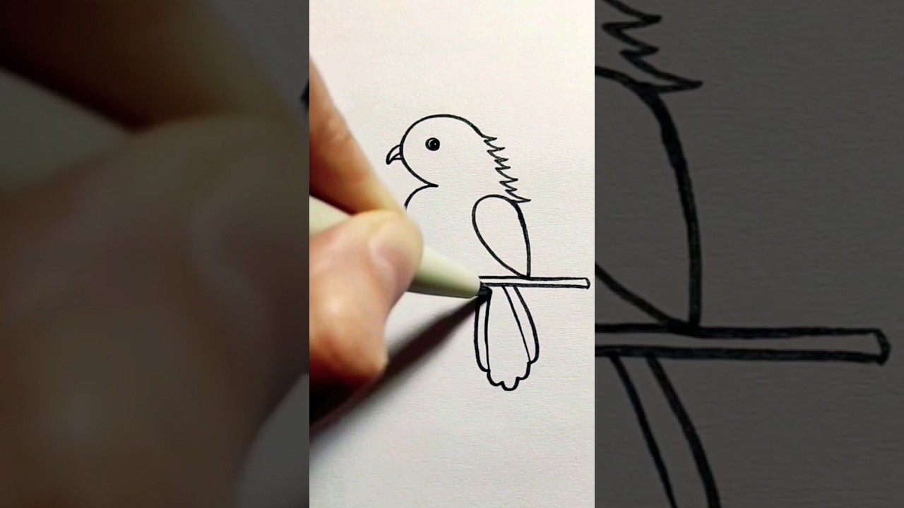 How to draw a bird ? 