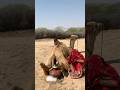 ما فوائد الجرة خلف الجمل Animals Shortfeed Comedyeffect
