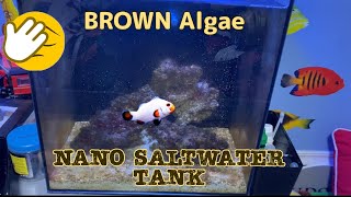 Brown Algae in Nano Tank