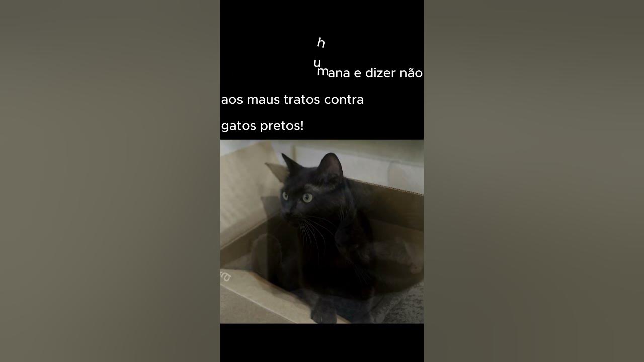 Sexta-feira 13 Os gatos pretos mais ICÔNICOS da Cultura Pop - CinePOP