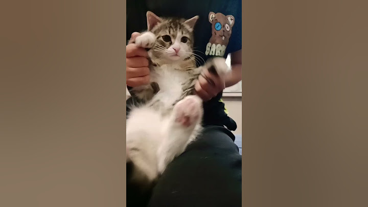 #танцы #тренды #котик #tiktok #trend #dance #cat #котики #кот #мегаактив