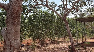 Bán 1300m2 đất đỏ bazan xã Long Phước, tp Bà Rịa, có nhà cấp 4 giá 1.6 tỷ