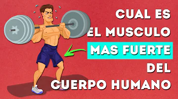 ¿Qué músculo es más fuerte