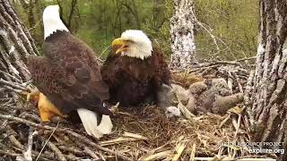 Decorah Eagles 5-4-19, 2 pm DM2 delivers a squirrel