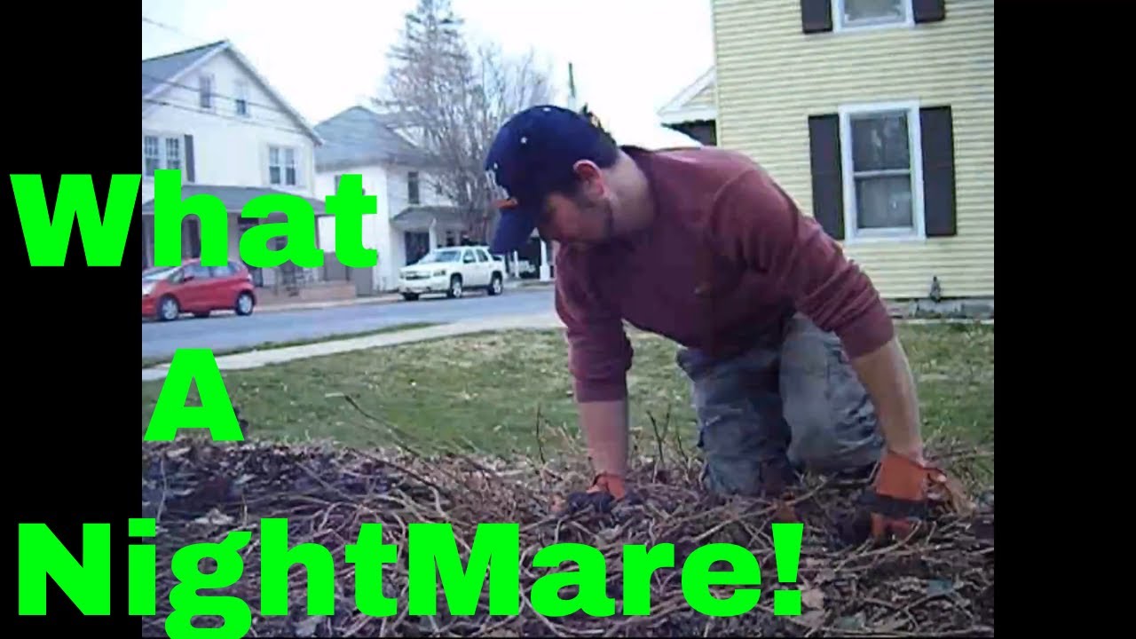 Removing Ivy & Planting Grass Seed Our Home Sweet Home Project YouTube