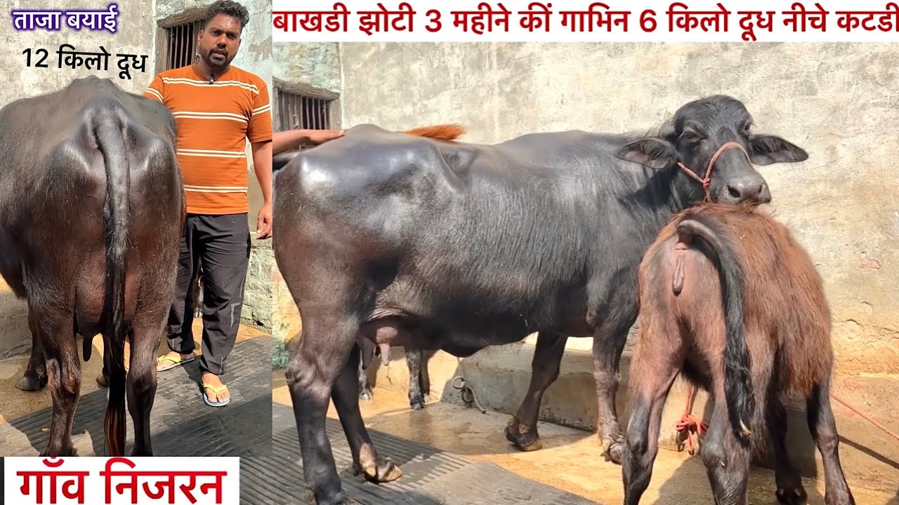 बाखडी झोटी गाभिन 3 महीने नीचे कटडी है 6 किलो दूध है और एक शानदार झोटी 12 किलो दूध 