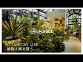 【植物店巡り】こだわり満載!ハイセンスで珍しい植物が多い千葉のボタニカルショップ『Forest』にお邪魔しました|流山おおたかの森 #観葉植物 #観葉植物のある暮らし #plants
