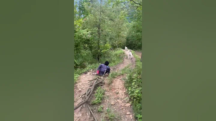 每個人的生活都不容易，用堅強樂觀的態度面對生活，因為除了堅強別無選擇#鄉村生活記錄視頻 #放羊日常 - 天天要聞