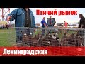 Птичий рынок. Ленинградская. Часть 1. [12.09.2021]