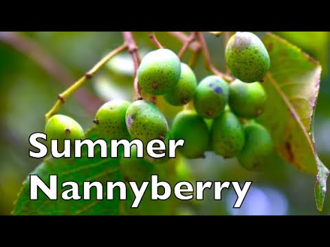Video: What Is A Nannyberry Plant: Tips for growing Nannyberry Viburnum-busker