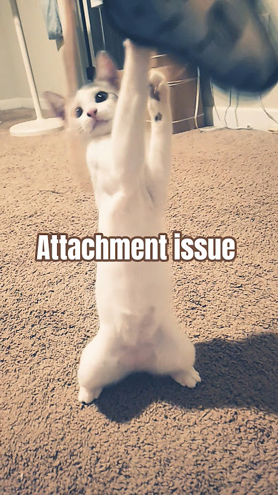 Download lagu Attachment👽 #trending #funny #ytshorts #trendingshorts #cute #cat #catvideos #catshorts #coconico