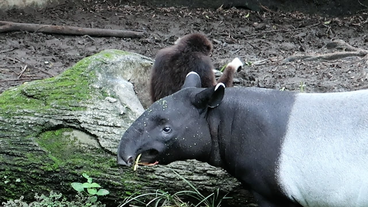 Gibbon Malayan Tapir 貘豆看小乖姨吃什麼 也吃了幾口 Youtube