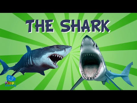 Sharks: The scariest animals in the sea | Educational Videos for Kids