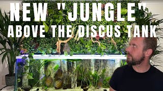 New Jungle Above The Wild Discus And Altums Tank
