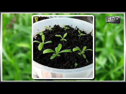 Video: Apakah estragon dan tarragon sama?