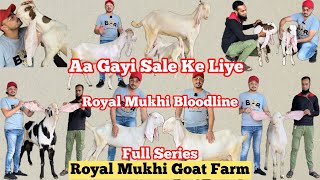 Sale ke liye aayi Royal Mukhi Bloodline ki bakriyan 😍| Royal Mukhi Goat Farm | ​⁠@patirahouse