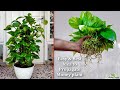 How to Water Propagate Money Plants and Make New Plants for Free//GREEN PLANTS