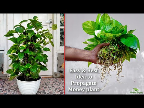 How To Water Propagate Money Plants And Make New Plants For Free-Money Plants In Water//GREEN PLANTS
