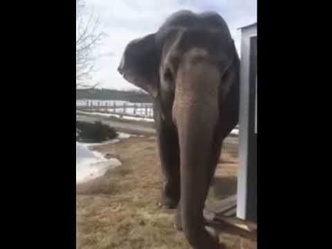 Lucy The Elephant - Edmonton Valley Zoo, in Canada