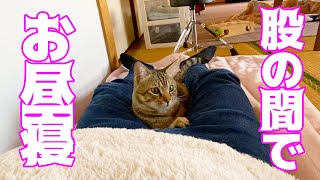 お昼寝してたらみーちゃんがお股の間にきた！