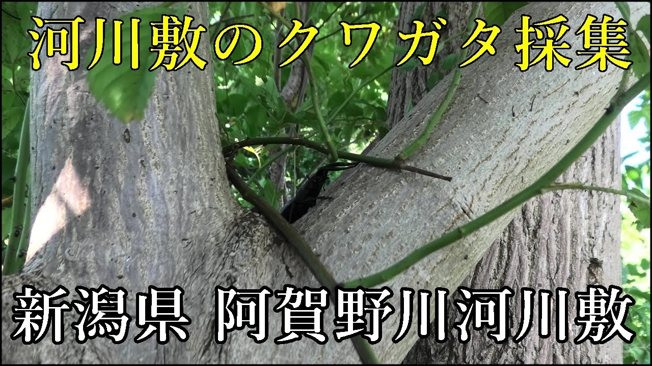 Stag beetle collecting | Agano River riverbed, Niigata Prefecture