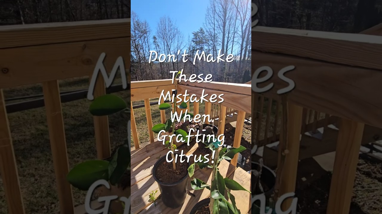 Три ошибки, которых следует избегать при прививке цитрусовых 