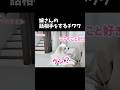 犬と会話できた瞬間が気持ち良すぎた！！ #shorts #チワワ #かわいい