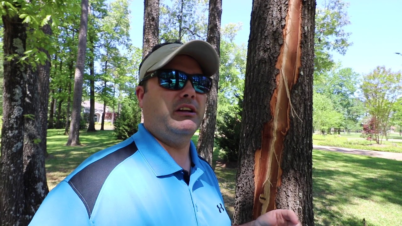 When the Lightning Strikes Your Tree!