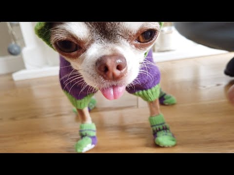 Video: Hoe Om Chihuahua-ore In Te Pas