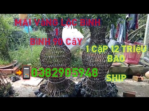 Video ????lộc bình mai vàng 1 bình 90 cây, sống khoẻ, tròn... - youtube