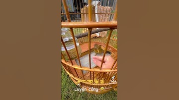Training young Hwamei. Luyện hoạ mi bánh tẻ. California #hoami #hwamei #cuocsongmy #画眉 #birds