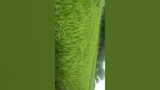 jangan malu jadi anak petani..