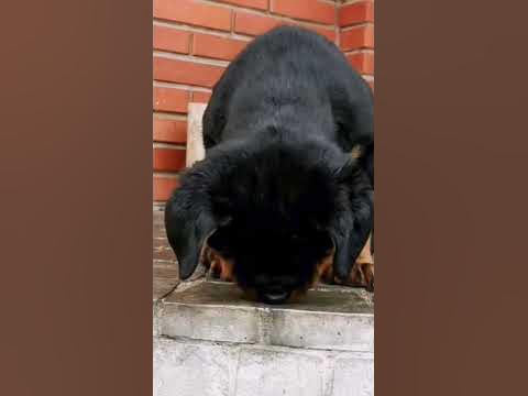Самый красивый щенок. - YouTube
