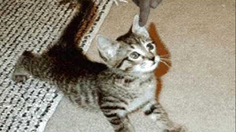 Funny & Cool Animated Gifs part 2