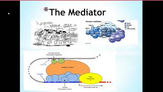 Mediator Complex and Cominbation Control
