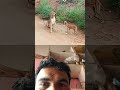 Nitesh Kumar official eagle 🦅🦅 and dog attack