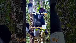 Download Lagu #scarysound #animals #shortvideo  #youtubeshorts  #shorts  #lemu #weiredfacts #utubesubscribe #facts MP3
