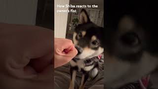 How Shiba reacts to the owner’s fist #shorts #funny #dog #reaction #shibainu