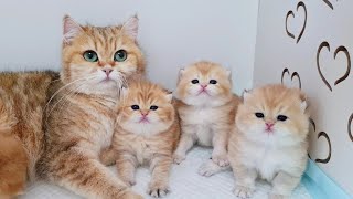 Ophelia shows off her cute Teddy kittens 🥰❤️